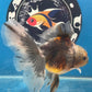 Thai Oranda  Calico