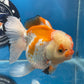 Thai Oranda Tricolor