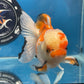 Thai Oranda Tricolor