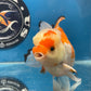 Thai Oranda Tricolor