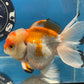 Thai Oranda Tricolor