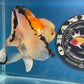 Thai Oranda Tricolor