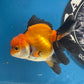 Thai Oranda Tricolor