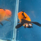 Thai Oranda Tricolor