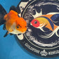 Thai Oranda Tricolor