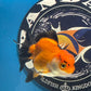 Thai Oranda Tricolor