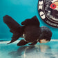 Thai Oranda Panda
