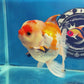Thai Oranda Tricolor